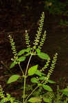 Miniature beefsteakplant